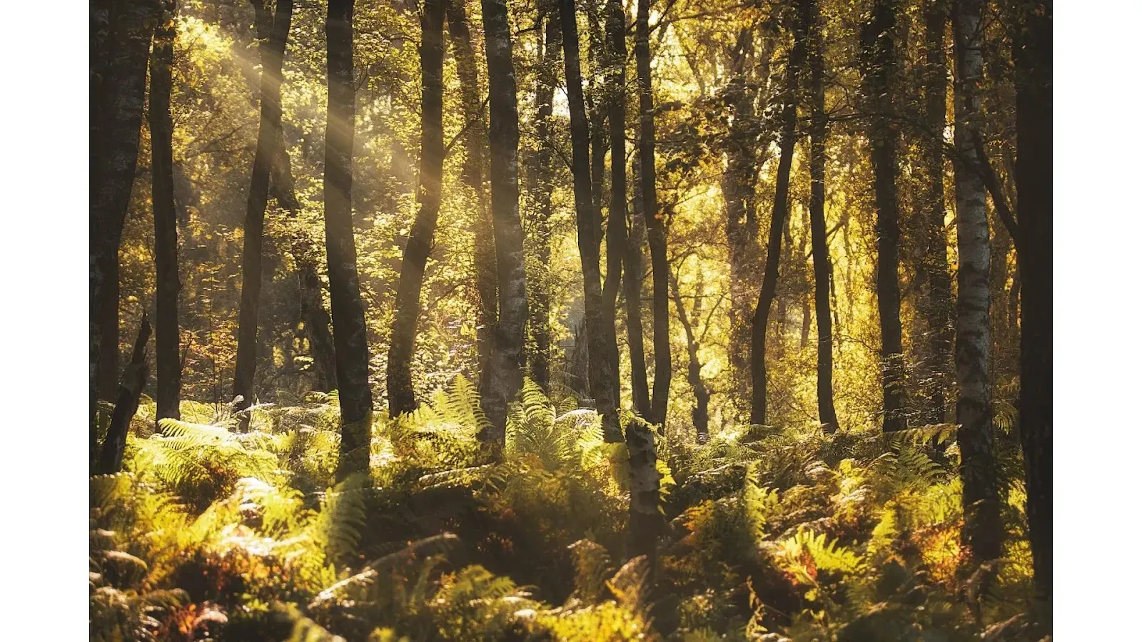 Reasons why forests are important sunshine in forest