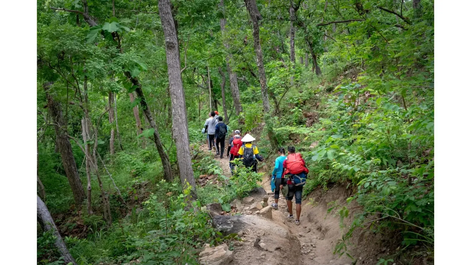 Reasons why forests are important people in forest
