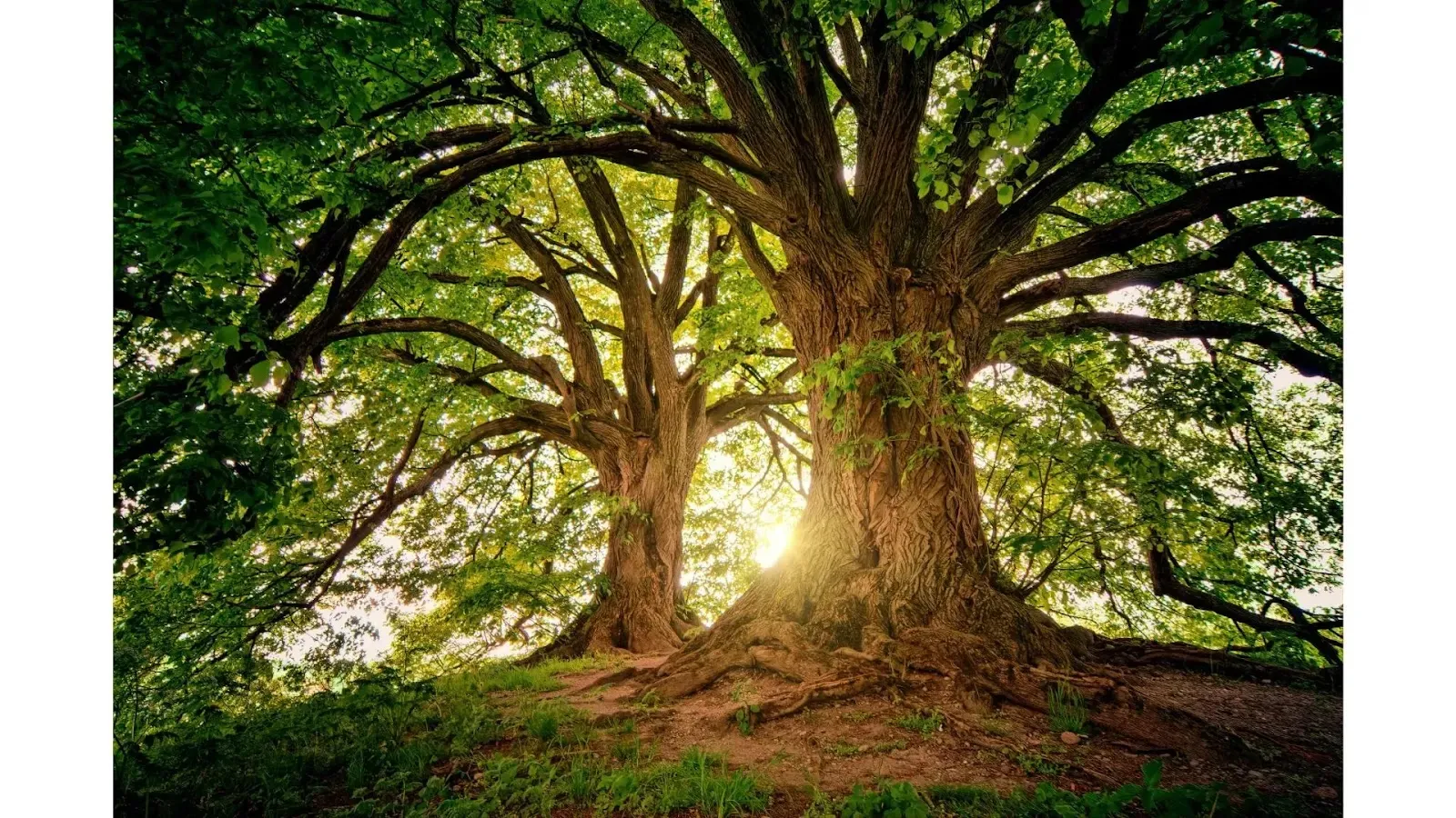 Reasons why forests are important big tree