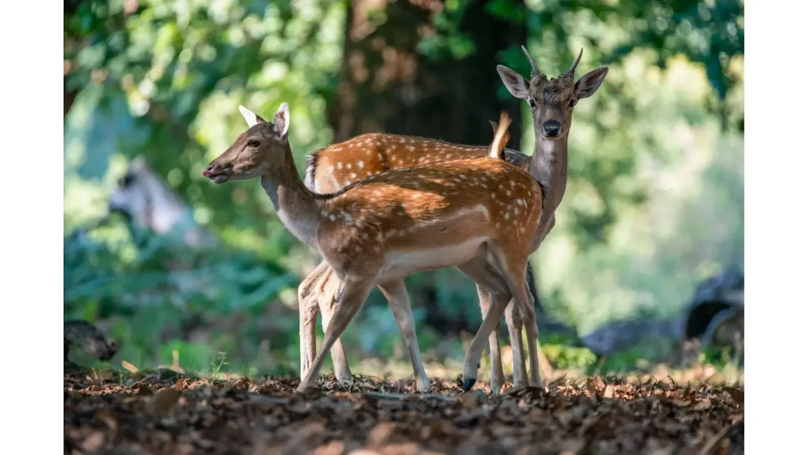 Reasons why forests are important animal in forest