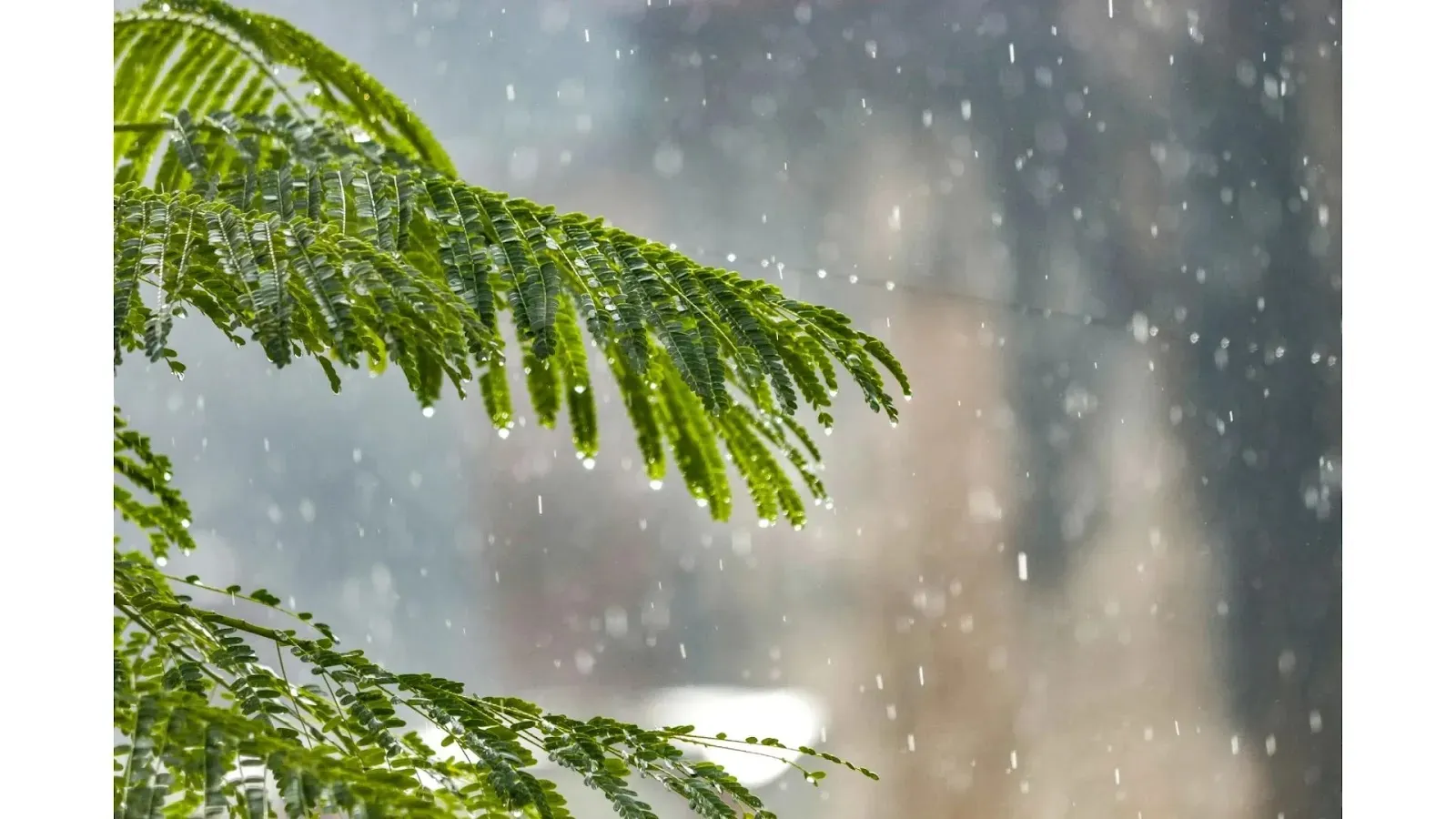 Reasons why forests are important raining in forest