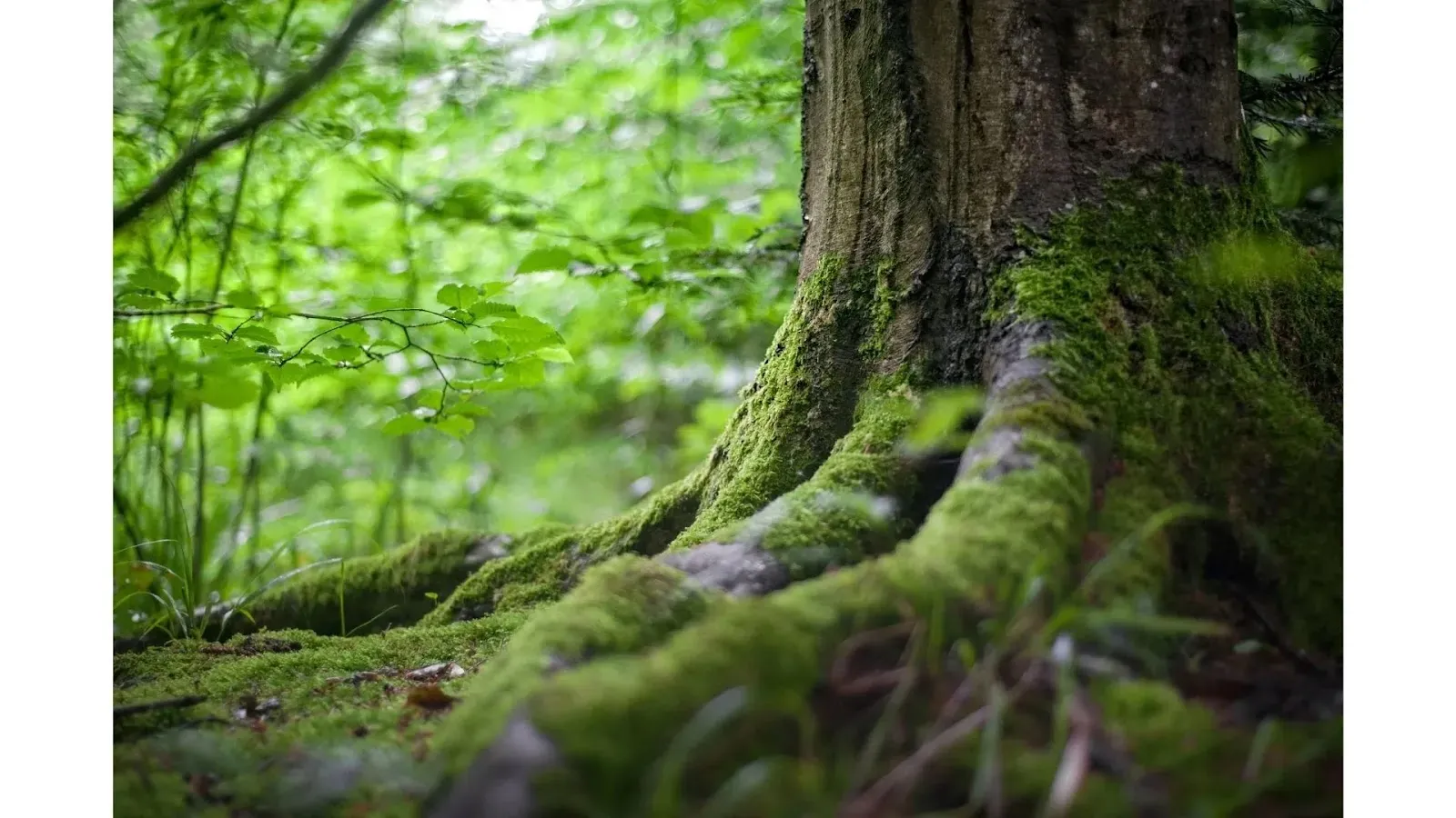 Reasons why forests are important tree roots