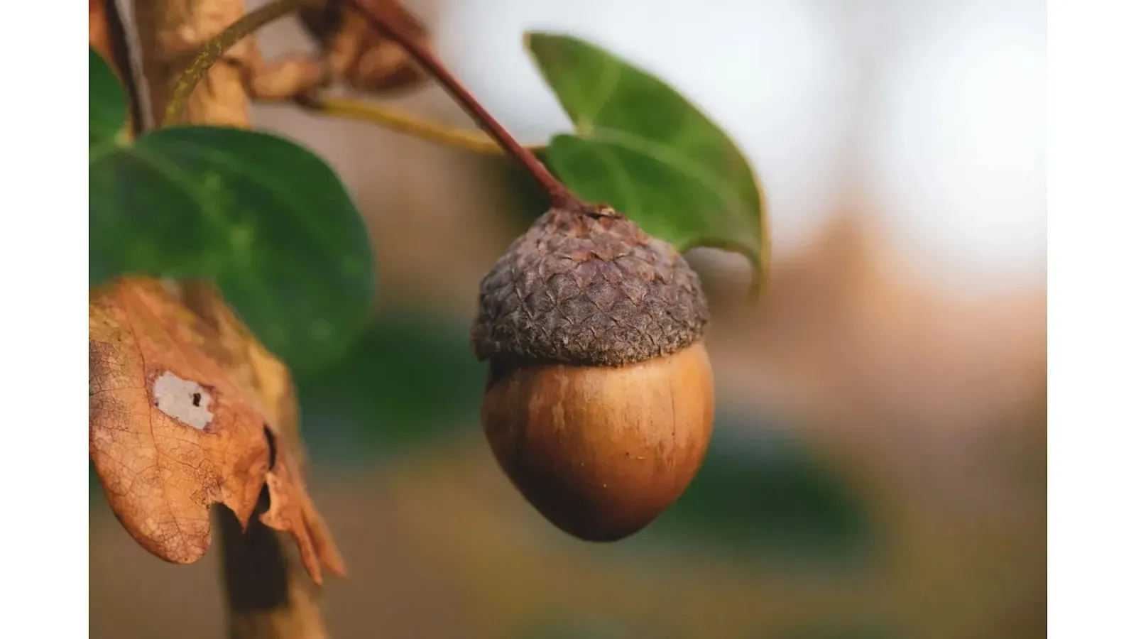 Reasons why forests are important fruits and nuts