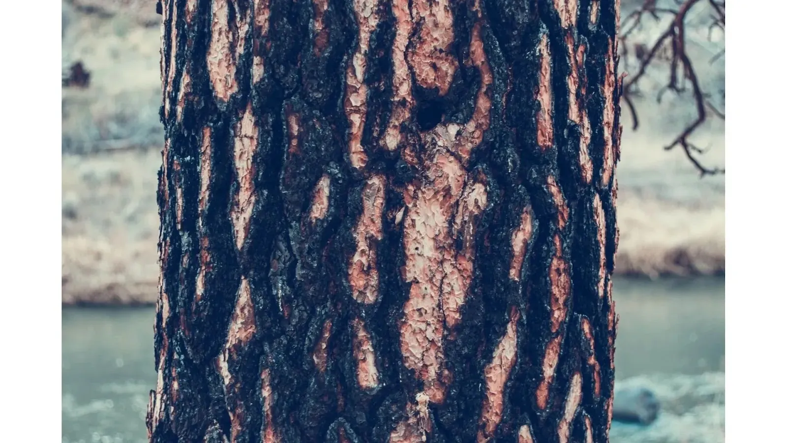 Reasons why forests are important tree trunk