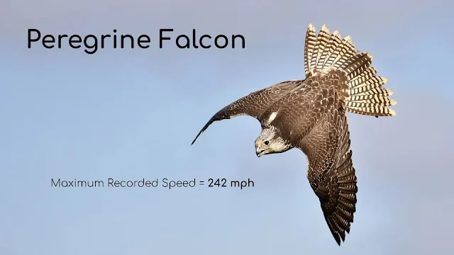 A flying Peregrine Falcon.