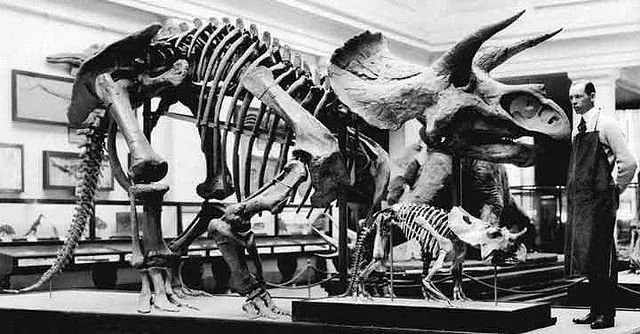 A black and white photo of two Triceratops dinosaur fossils.