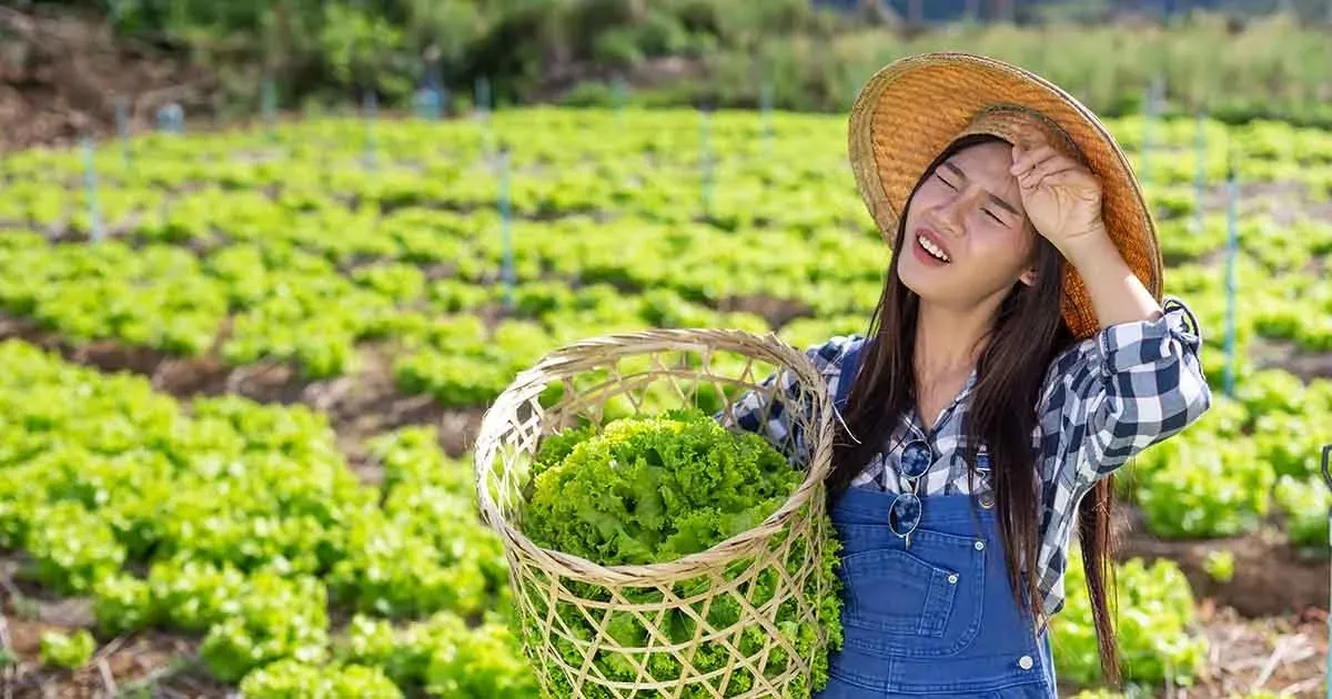 a girl collecting fresh vegetables on a farmland.