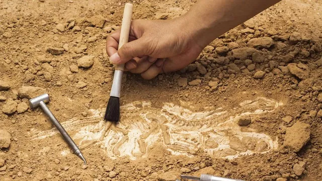 clearing the fossil of baby dinosaur.