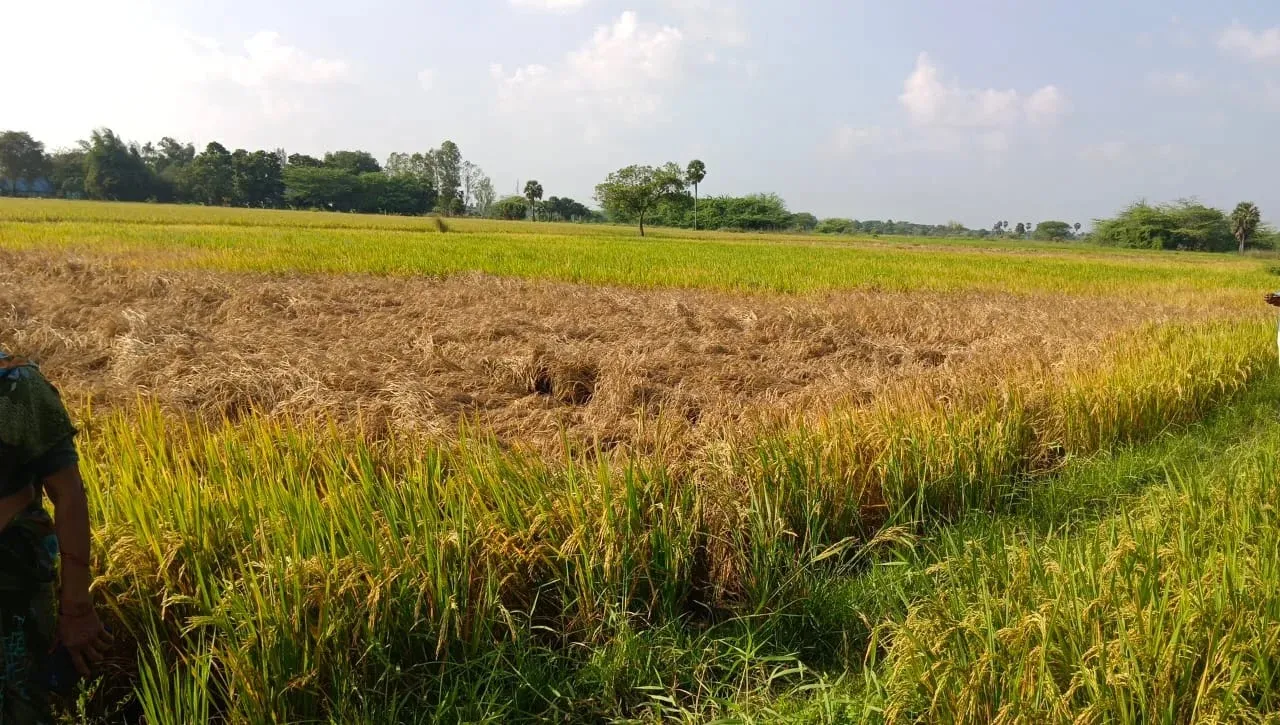 crop disease needs to controlled for better crop yield.