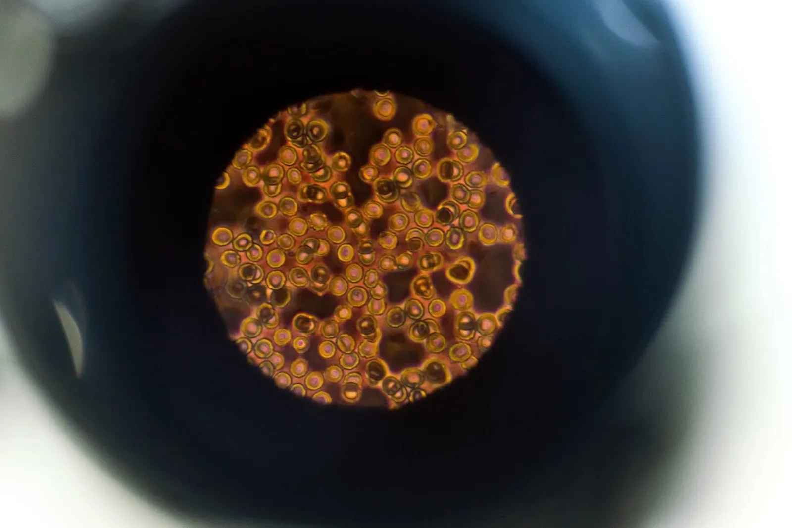 Important Facts About Cells