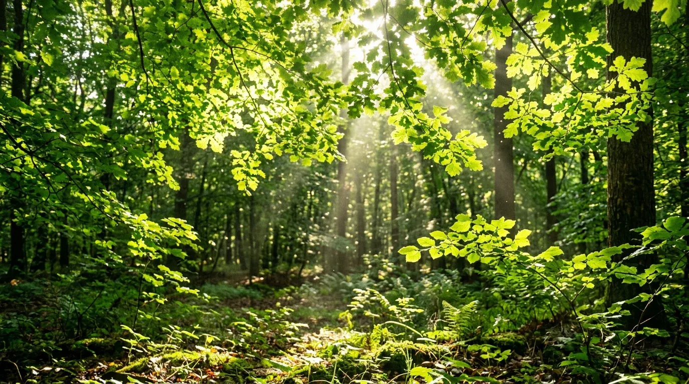 Sunlight streaming through green leaves in a forest, illustrating photosynthesis in action