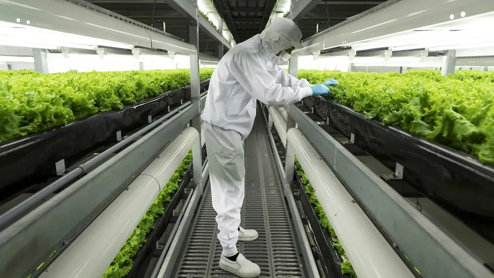 scientists use advanced technology to study crops under various environmental conditions.