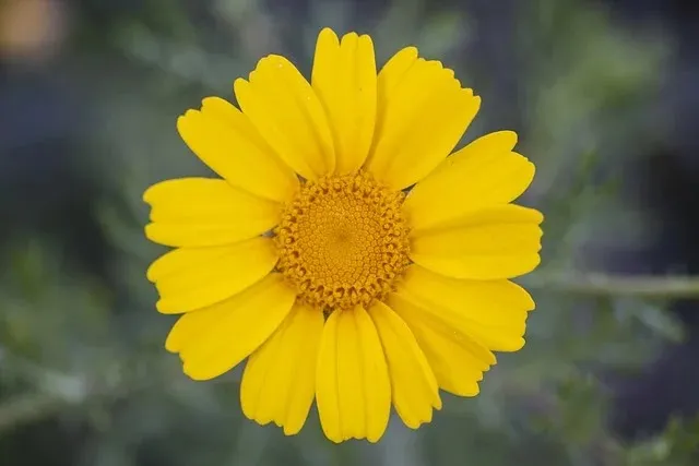 Sclerenchyma
