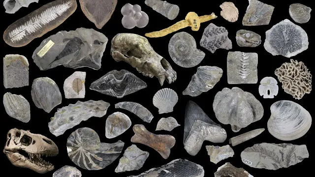 tools used in fossil excavation.