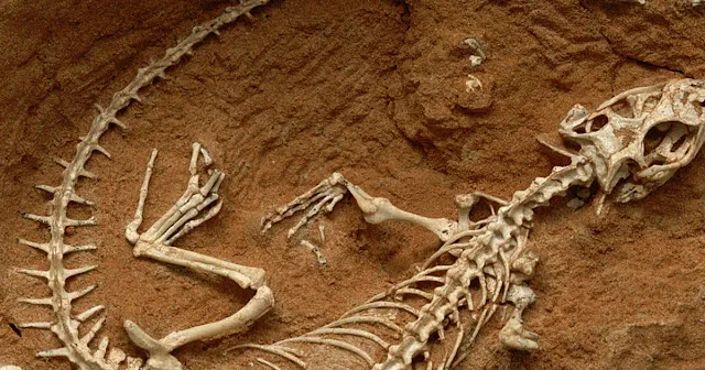 a dinosaur fossil