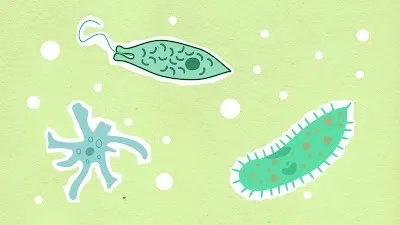 What are living beings made up of cells